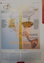 صفحه فهرست کتاب جنین شناسی انسانی لارسن5 انتشارات سنا